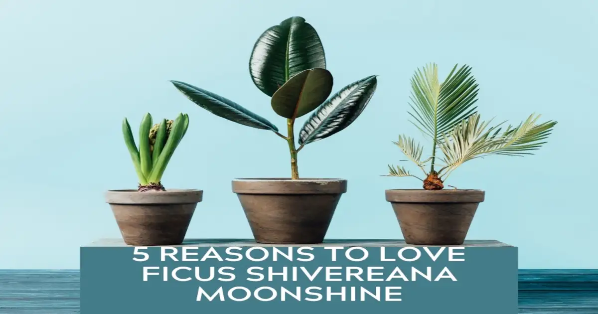 5 Reasons To Love Ficus Shivereana Moonshine