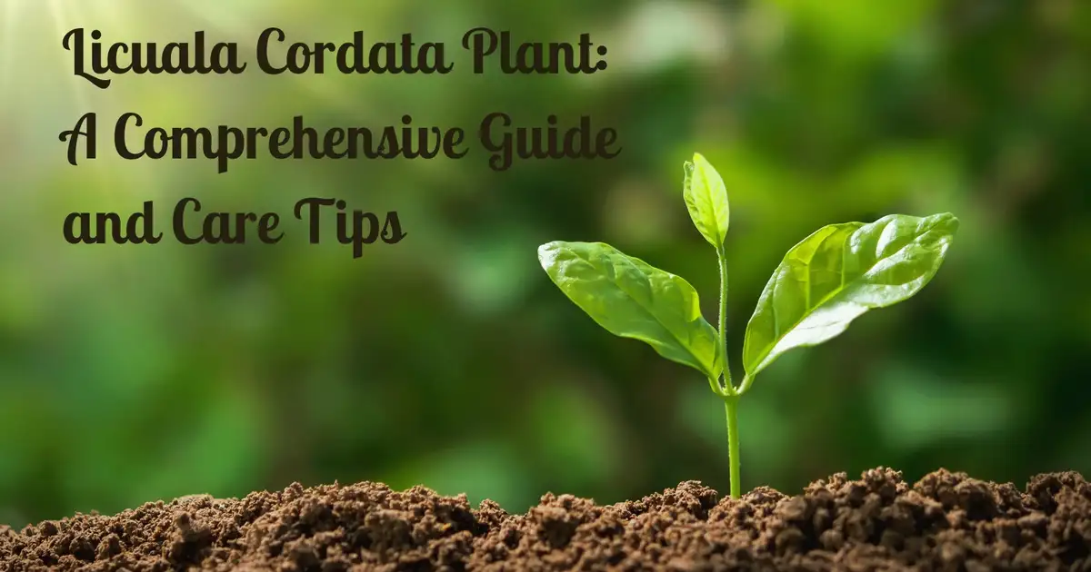 Licuala Cordata Plant: A Comprehensive Guide and Care Tips