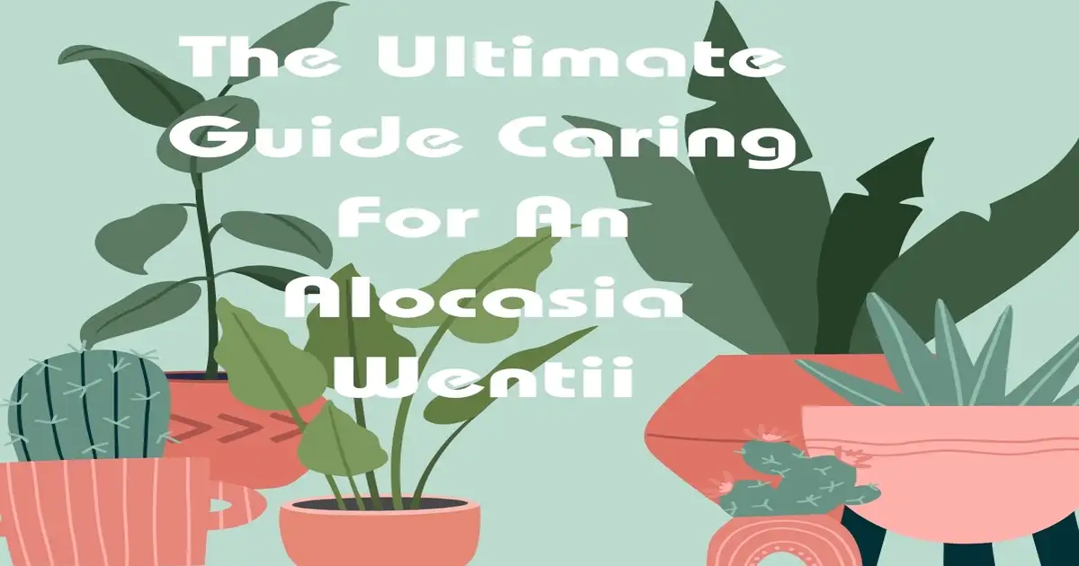 The Ultimate Guide Caring For An Alocasia Wentii