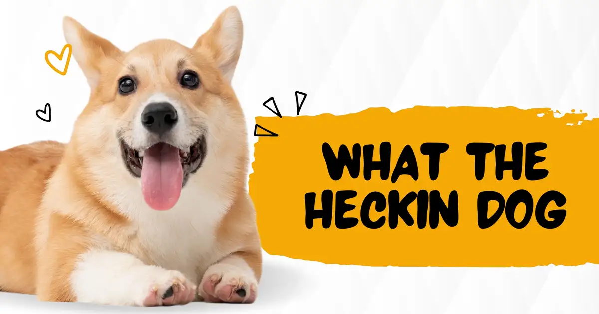What the Heckin Dog: Unleashing Joy and Fashion in Doggo Culture