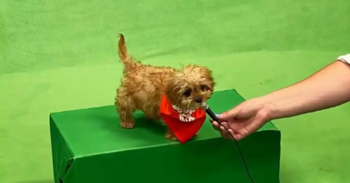 The Heartwarming Journey of a Sweetpea Dog Puppy Bowl Star